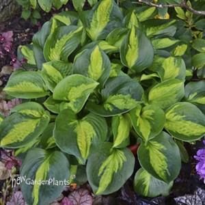 Hosta 'Pocketful of Sunshine' 