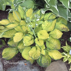 Hosta 'Rainforest Sunrise'