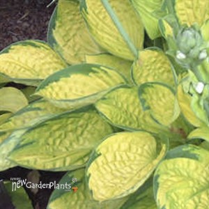Hosta 'Rainforest Sunrise'