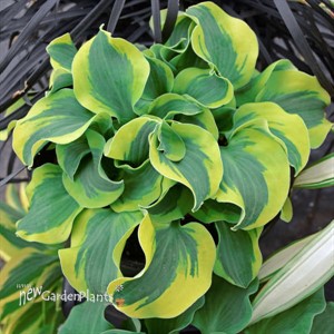 Hosta 'School Mouse' PP29559
