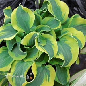 Hosta 'School Mouse' PP29559