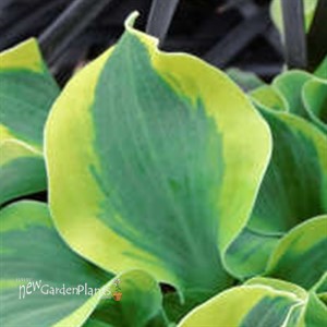 Hosta 'School Mouse' PP29559