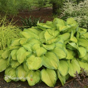 Hosta 'Stained Glass'