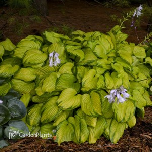 Hosta 'Stained Glass'