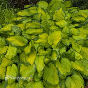Hosta 'Stained Glass'