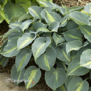 Hosta 'Touch of Class' PP13080