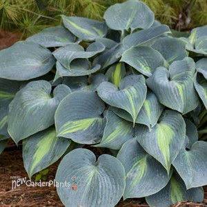 Hosta 'Touch of Class' PP13080