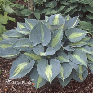 Hosta 'Touch of Class' PP13080