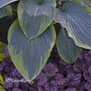 Hosta 'Wu-La-La' PPAF CPBRAF SHADOWLAND Collection