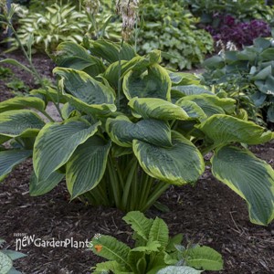Hosta 'Wu-La-La' PPAF CPBRAF SHADOWLAND Collection