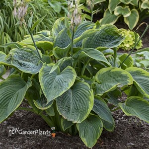 Hosta 'Wu-La-La' PPAF CPBRAF SHADOWLAND Collection