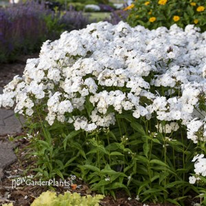 Phlox 'Opening Act White' Opening Act Series