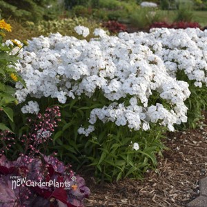 Phlox 'Opening Act White' Opening Act Series