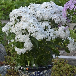 Phlox 'Opening Act White' Opening Act Series