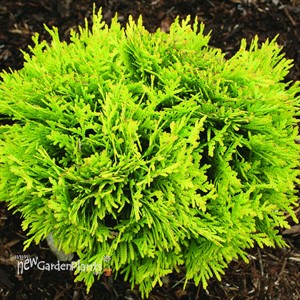 ANNA’S MAGIC BALL Arborvitae  Thuja occidentalis
