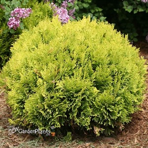 ANNA’S MAGIC BALL Arborvitae  Thuja occidentalis