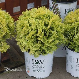 ANNA’S MAGIC BALL Arborvitae  Thuja occidentalis