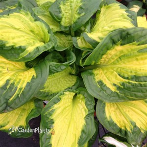 Hosta 'Etched Glass' SHADOWLAND Collection