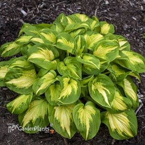 Hosta 'Etched Glass' SHADOWLAND Collection