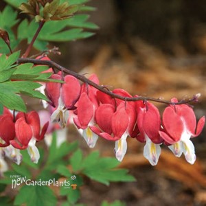 Dicentra spectabilis 'VALENTINE'®