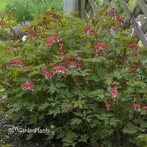 Dicentra spectabilis 'VALENTINE'®