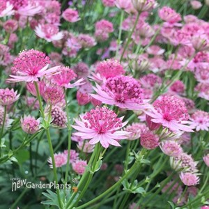 Astrantia major 'Pink Joyce'