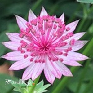 Astrantia major 'Pink Joyce'