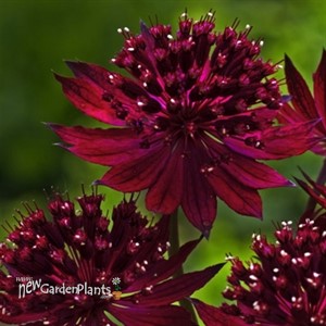 Astrantia major 'Red Joyce'
