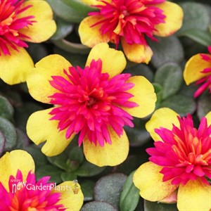 ColorBlast Double Guava 