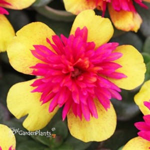 ColorBlast Double Guava 