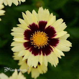 Coreopsis UPTICK™ Cream & Red UPTICK™ Series