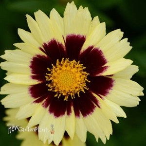 Coreopsis UPTICK™ Cream & Red UPTICK™ Series