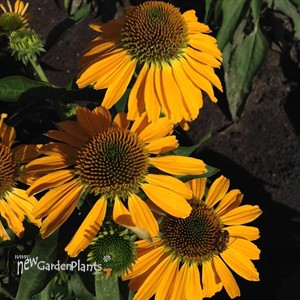 Echinacea Butterfly  ‘Golden Skipper’