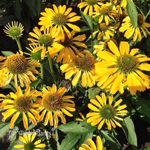 Echinacea Butterfly  ‘Golden Skipper’