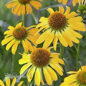 Echinacea Butterfly  ‘Golden Skipper’