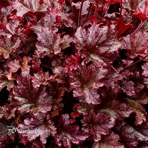 BERRY MARMALADE™ Landscape Series