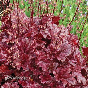 BERRY MARMALADE™ Landscape Series