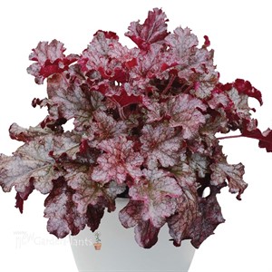 BERRY MARMALADE™ Landscape Series