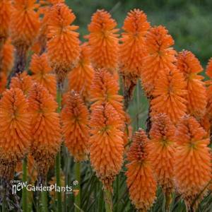 Kniphofia 'Orange Blaze' PYROMANIA™ Collection