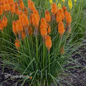 Kniphofia 'Orange Blaze' PYROMANIA™ Collection