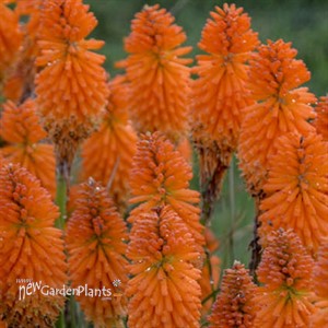 Kniphofia 'Orange Blaze' PYROMANIA™ Collection