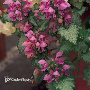 Lamium Orchid Frost  Spotted Dead Nettle 