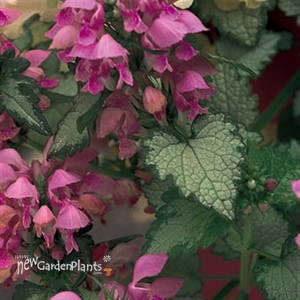 Lamium Orchid Frost  Spotted Dead Nettle 