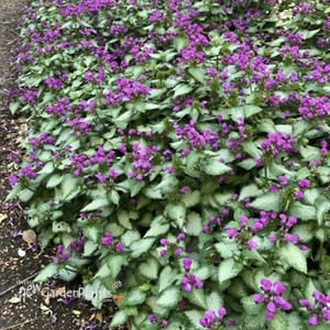 Lamium Orchid Frost  Spotted Dead Nettle 