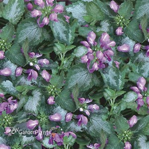 Lamium Orchid Frost  Spotted Dead Nettle 