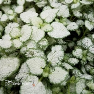 Lamium Orchid Frost  Spotted Dead Nettle 