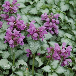 Lamium Orchid Frost  Spotted Dead Nettle 
