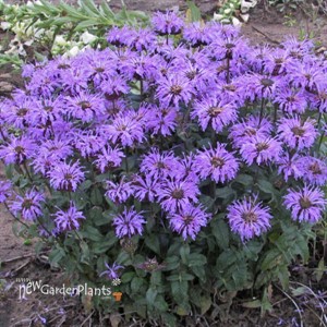 Monarda 'Blue Moon' SUGAR BUZZ® Series