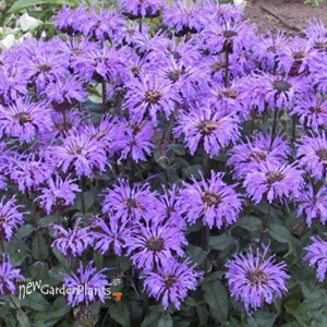 Monarda 'Blue Moon' SUGAR BUZZ® Series