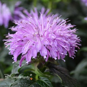 Monarda 'Blue Moon' SUGAR BUZZ® Series